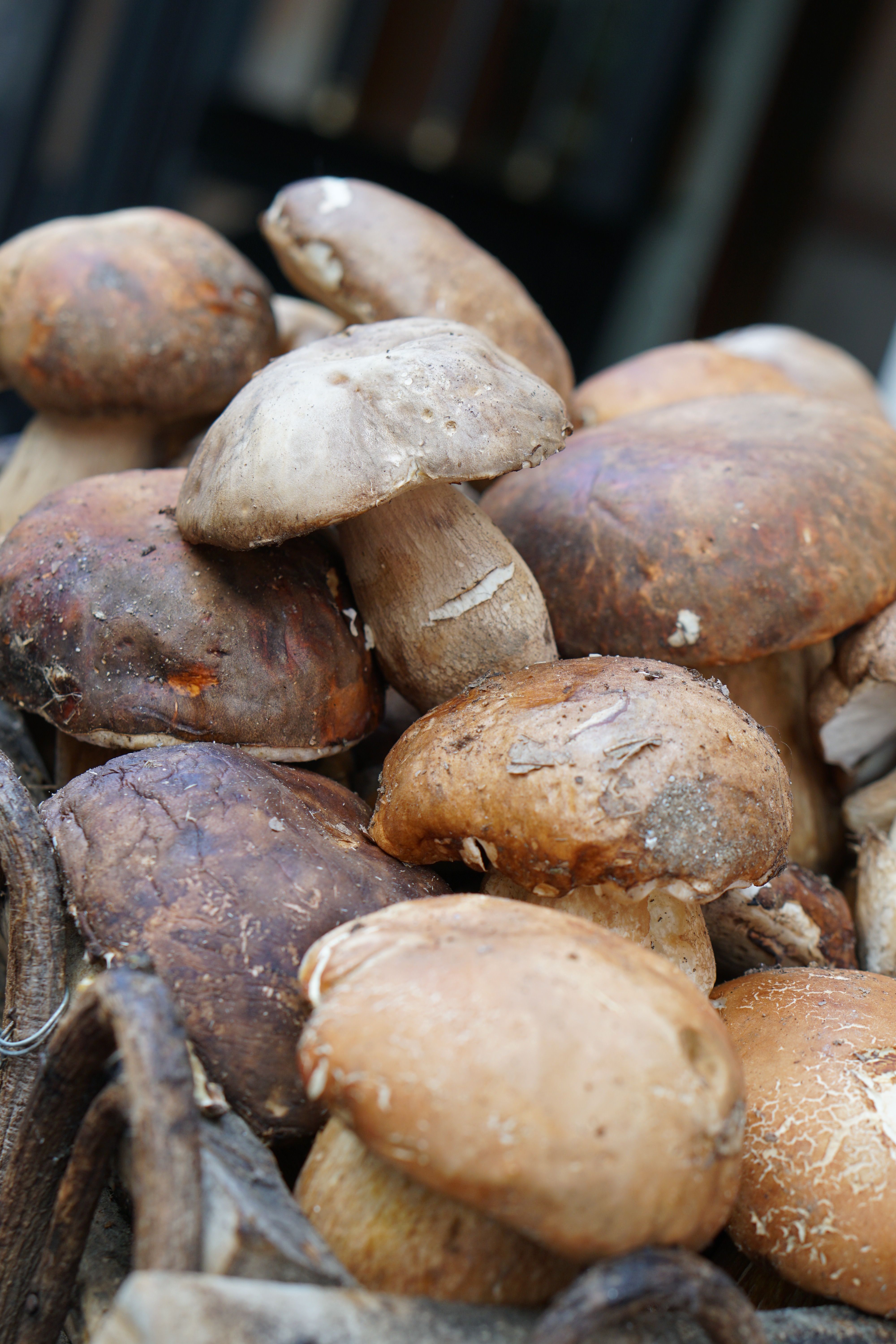 funghi
